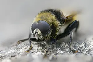 Images Dated 17th May 2024: Common Daffodil Hoverfly Print