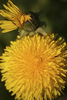 Deserted Flower Field Prints: Common dandelion