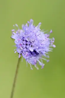 Succisa Pratensis Prints: Common devil's-bit scabious (Succisa pratensis)