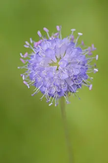 Common Devil's-Bit Scabious Print, Bavaria, Germany