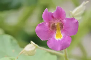 Medicinal Plant Photography Prints: Common devil's claw or devil's claw (Proboscidea louisianica)