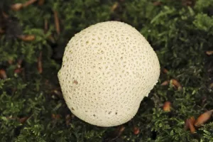 Nature Botany Europe Prints: Common earthball (Scleroderma citrinum)