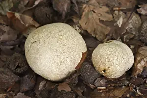Common Earthball Prints: Common earthball (Scleroderma citrinum)
