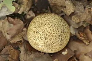 North Rhine Westphalia Botany Prints: Common earthball (Scleroderma citrinum)
