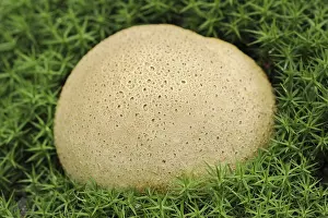 Common Earthball Prints: Common earthball (Scleroderma citrinum)
