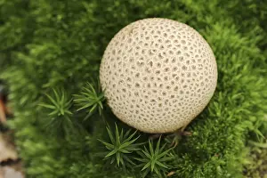 Common Earthball Prints: Common earthball (Scleroderma citrinum)