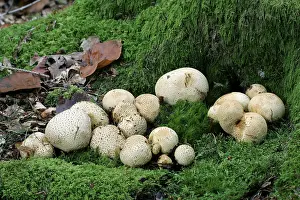 Autumn Nature Photography Prints: Common earthball (Scleroderma citrinum)