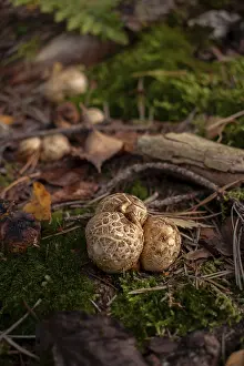 Common Earthball Prints: Common earthball (Scleroderma citrinum)