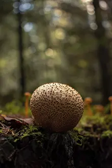 Common Earthball Prints: Common earthball (Scleroderma citrinum)