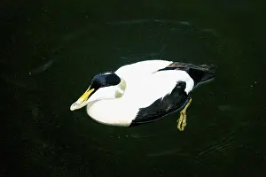 Wildlife Head Shots Prints: Common Eider Drake swimming on the surface
