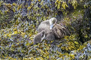 Cute Ducklings Prints: Common Eider hen with ducklings