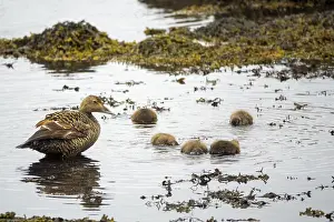 Cute Ducklings Prints: Common Eider hen with ducklings