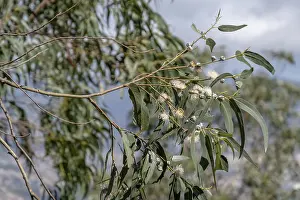 Eucalyptus Tree Prints: Common fever tree, Eucalyptus tree