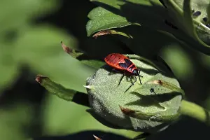 Common Fire Bug Prints: Common fire bug, Pyrrhocoris apterus