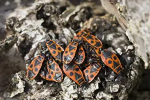 True Bug Reproduction Prints: Common fire bug (Pyrrhocoris apterus)