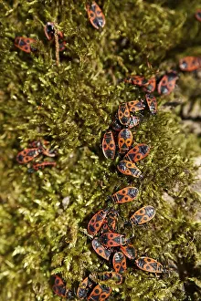 Schwabisch Hall Germany Prints: Common fire bug (Pyrrhocoris apterus)