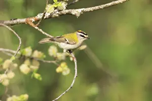 Prints of Common firecrest, Regulus ignicapilla, sitting in a pasture, Burbach, North Rhine-Westphalia Regulus Prints: Common Firecrest Print, North Rhine-Westphalia Pasture Scene
