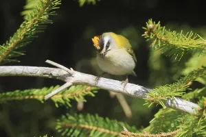 Passerine Bird Prints: Common firecrest, Regulus ignicapilla