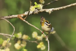 Prints of Common firecrest, Regulus ignicapilla, sitting in a pasture, Burbach, North Rhine-Westphalia Regulus Prints: Common Firecrest Print, Burbach, North Rhine-Westphalia