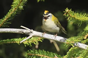 Common Firecrest Prints: Common firecrest, Regulus ignicapilla