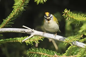 Prints of Common firecrest, Regulus ignicapilla, sitting in a spruce tree, Burbach, North Rhine-Westphalia Regulus Prints: Common Firecrest Print, Burbach Spruce Tree Scene