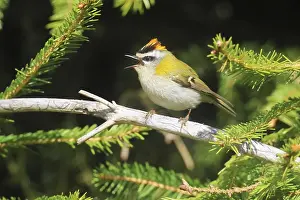 Prints of Common firecrest, Regulus ignicapilla, sitting in a spruce tree, Burbach, North Rhine-Westphalia Regulus Prints: Common Firecrest Print, Regulus ignicapilla in Spruce Tree