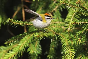 Prints of Common firecrest, Regulus ignicapilla, sitting in a spruce tree, Burbach, North Rhine-Westphalia Regulus Prints: Common Firecrest Print, Burbach Spruce Tree Scene
