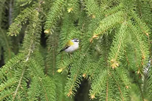 Passerine Bird Prints: Common firecrest, Regulus ignicapilla