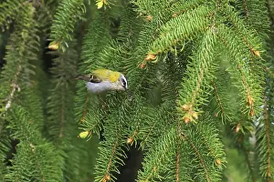 Prints of Common firecrest, Regulus ignicapilla, sitting in a spruce tree, Burbach, North Rhine-Westphalia Regulus Prints: Common Firecrest Print, Burbach Spruce Tree Scene