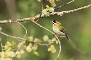 Prints of Common firecrest, Regulus ignicapilla, sitting in a pasture, Burbach, North Rhine-Westphalia Regulus Prints: Common Firecrest Print, North Rhine-Westphalia