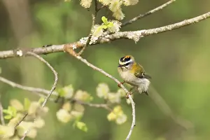 Prints of Common firecrest, Regulus ignicapilla, sitting in a pasture, Burbach, North Rhine-Westphalia Regulus Prints: Common Firecrest Print, North Rhine-Westphalia Pasture Scene
