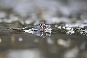 European Common Brown Frog Prints: Common frog in a pond, spring, Germany
