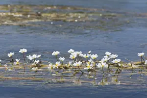 Aquatic Plant Prints: Common frogbit in water