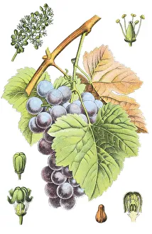 Vitis Vinifera Images Prints: Common Grape Vine (Vitis vinifera)