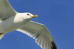 Water Birds In Flight Prints: Common gull