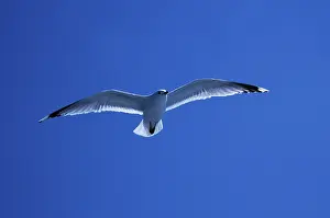 Prints of Common Gull (Larus canus) Canus Prints: Common Gull Print (Larus canus)