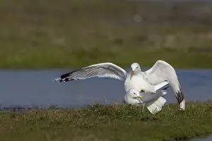 Prints of Common gulls (Larus canus) during copulation, summer plumage, breeding plumage, mating, seabird, shorebird, coast, April, Dithmarschen, Germany Canus Prints: Common Gulls during Copulation Print, Germany