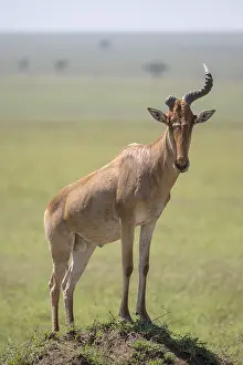 Hartebeest Prints: Common Hartebeest Print, Serengeti National Park, Tanzania