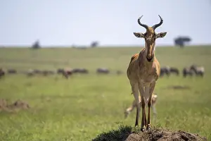 Africa Travel Photography Prints: Common hartebeest (Alcelaphus)