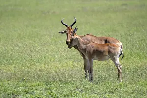 Prints of Common hartebeest (Alcelaphus), Hartebeest, Serengeti National Park, Tanzania Hartebeest Prints: Common Hartebeest Print, Serengeti National Park, Tanzania