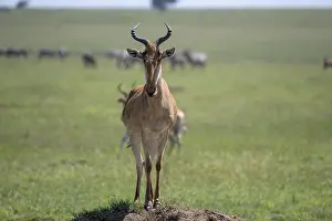 Prints of Common hartebeest (Alcelaphus), Hartebeest, Serengeti National Park, Tanzania Hartebeest Prints: Common Hartebeest Print, Serengeti National Park, Tanzania