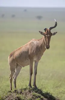 Prints of Common hartebeest (Alcelaphus), Hartebeest, Serengeti National Park, Tanzania Hartebeest Prints: Common Hartebeest Print, Serengeti National Park, Tanzania