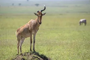 Prints of Common hartebeest (Alcelaphus), Hartebeest, Serengeti National Park, Tanzania Hartebeest Prints: Common Hartebeest Print, Serengeti National Park, Tanzania