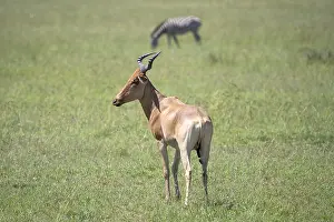East Africa Nature Reserve Prints: Common hartebeest (Alcelaphus)