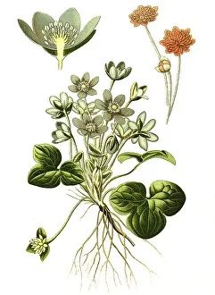 Spring Awakening Florals Prints: Common Hepatica (Anemone Hepatica)