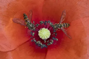Garden Wildlife Photography Prints: Common hoverfly (Eupeodes corollae) two adult insects feeding on a garden red Common field poppy flower in summer