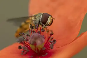 Common Hoverfly Prints: Common hoverfly (Eupeodes corollae) adult insect feeding on pollen from a red Common field poppy (Papaver rhoeas)