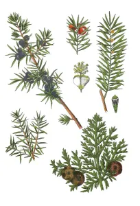 Mediterranean Cypress Prints: Common juniper also heath juniper