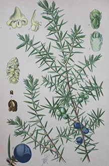 Framed Print : Common juniper Print, 1885 watercolor illustration