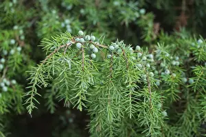 Juniperus Communis Prints: Common juniper (Juniperus communis)